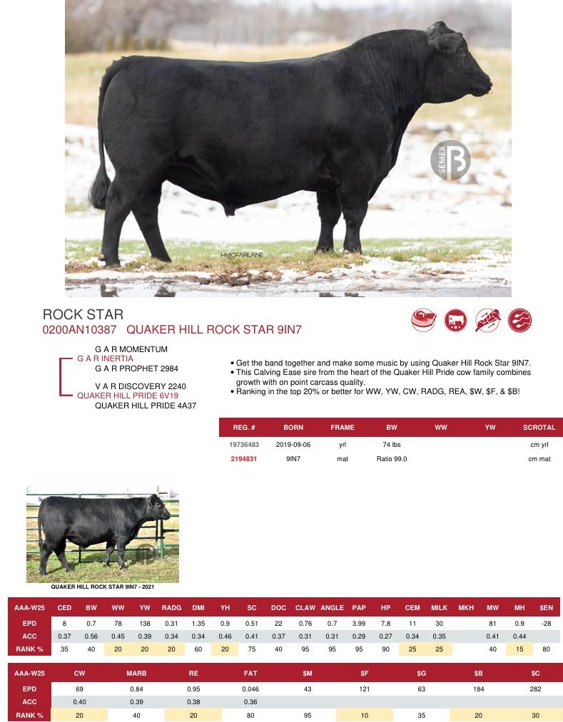 SUNİ TOHUM QUAKER HILL ROCK STAR 9IN7 ürün görseli