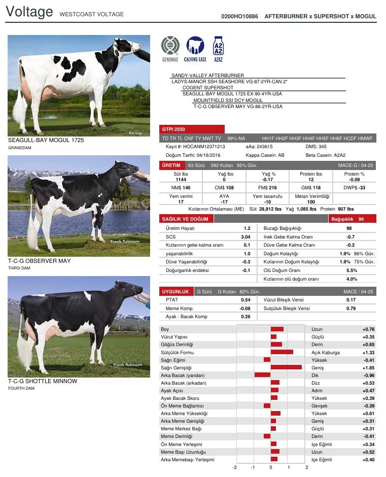 SUNİ TOHUM WESTCOAST VOLTAGE ürün görseli