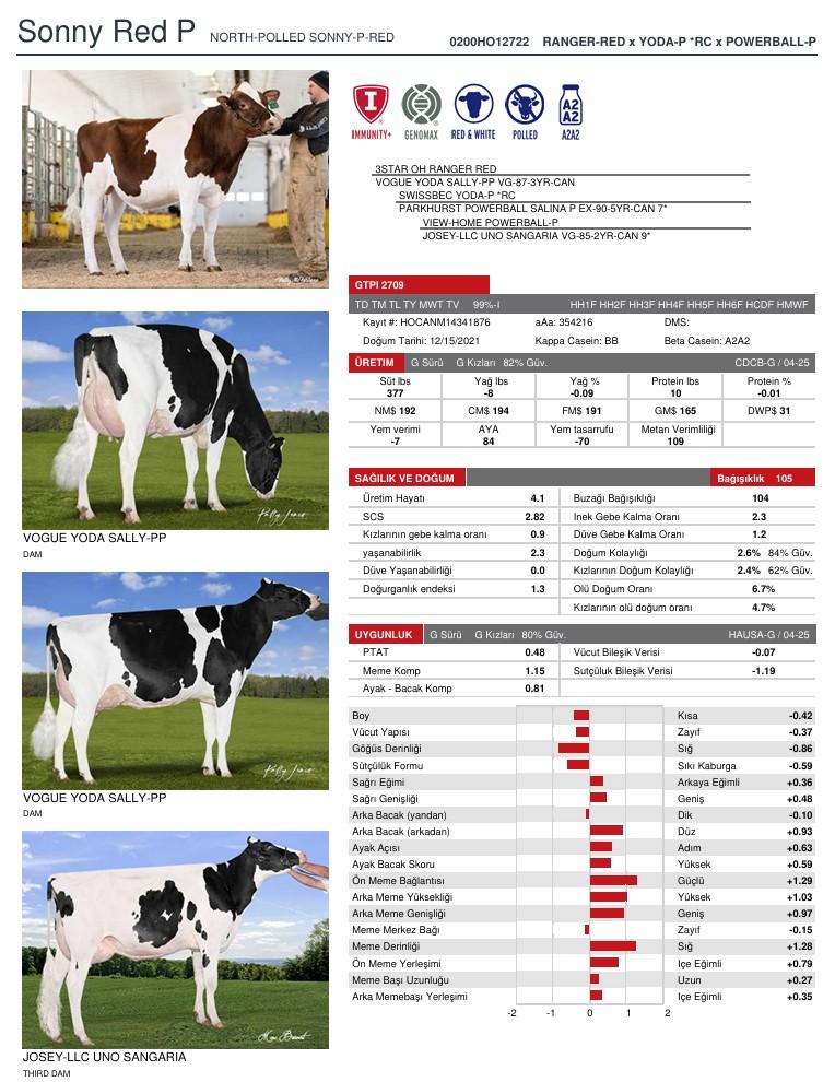 SUNİ TOHUM NORTH-POLLED SONNY-P- ürün görseli