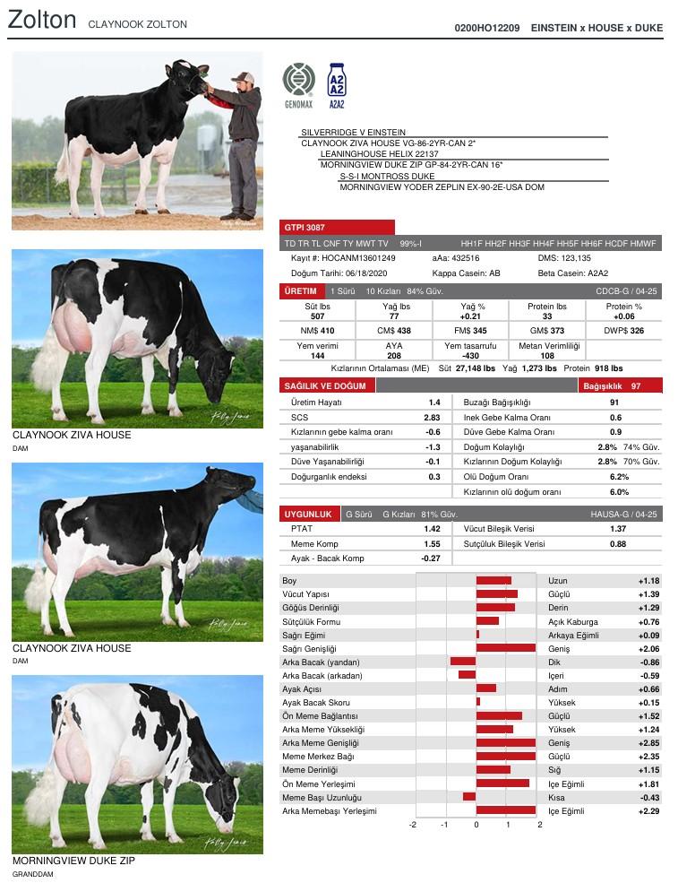 SUNİ TOHUM CLAYNOOK ZOLTON SEXED ürün görseli