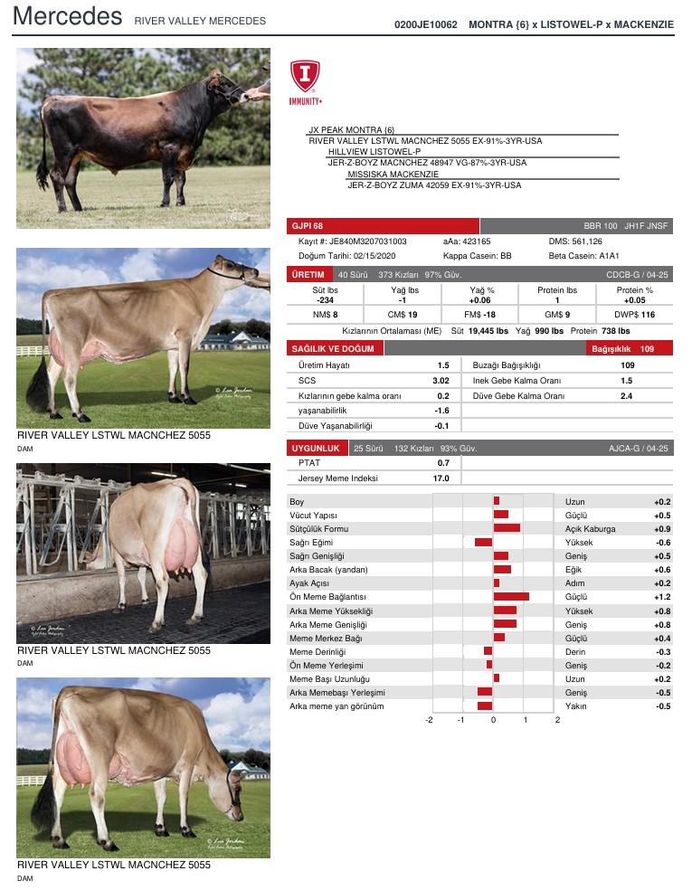 SUNİ TOHUM RIVER VALLEY MERCEDES-ET SEXED ürün görseli